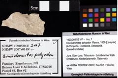 Foto (Objket + Etiketten) von Goniodromites polyodon (Reuss, 1858) 